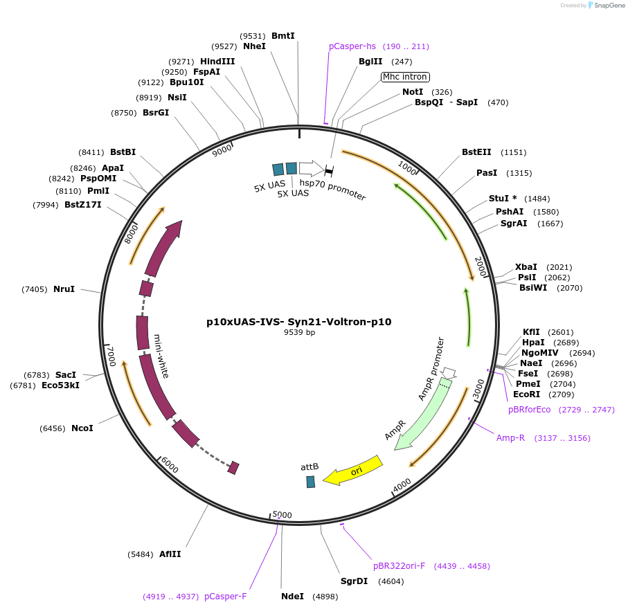 119041-plasmid-map-sequence-id-230345