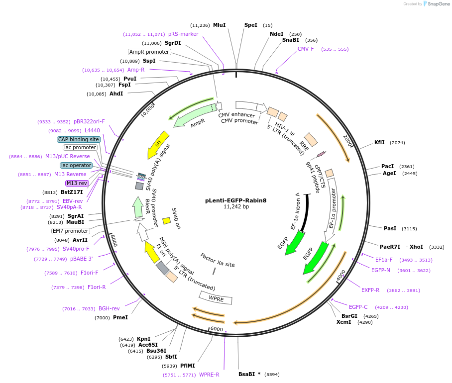 118072-plasmid-map-sequence-id-230346