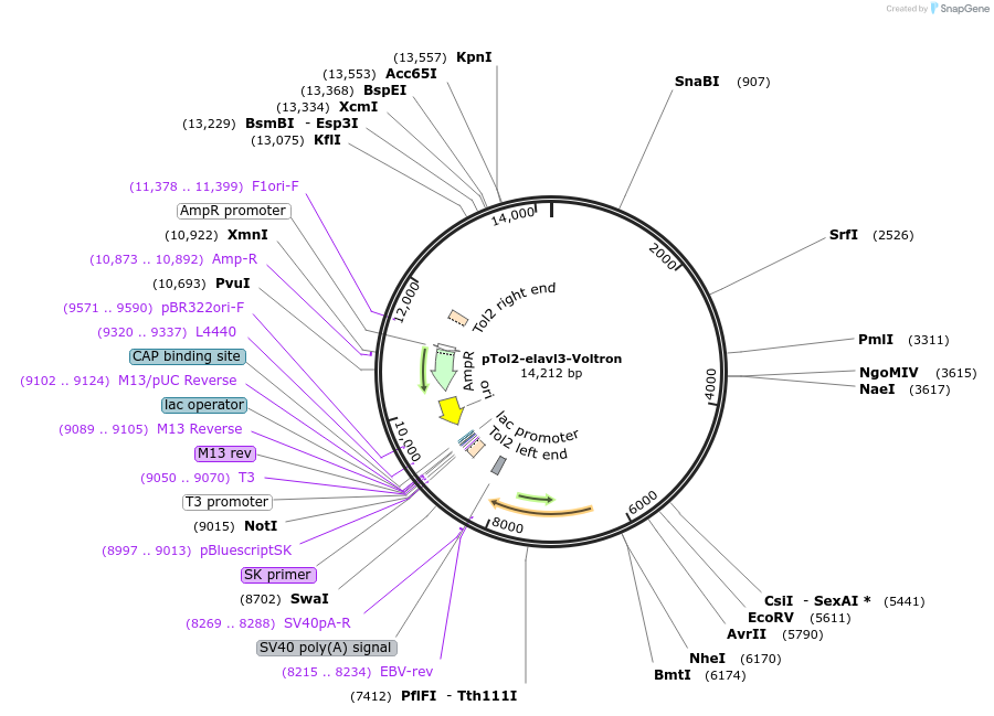 119037-plasmid-map-sequence-id-230347