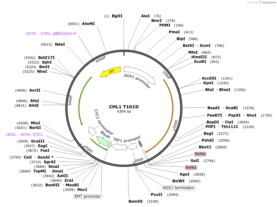 117879-plasmid-map-sequence-id-230348