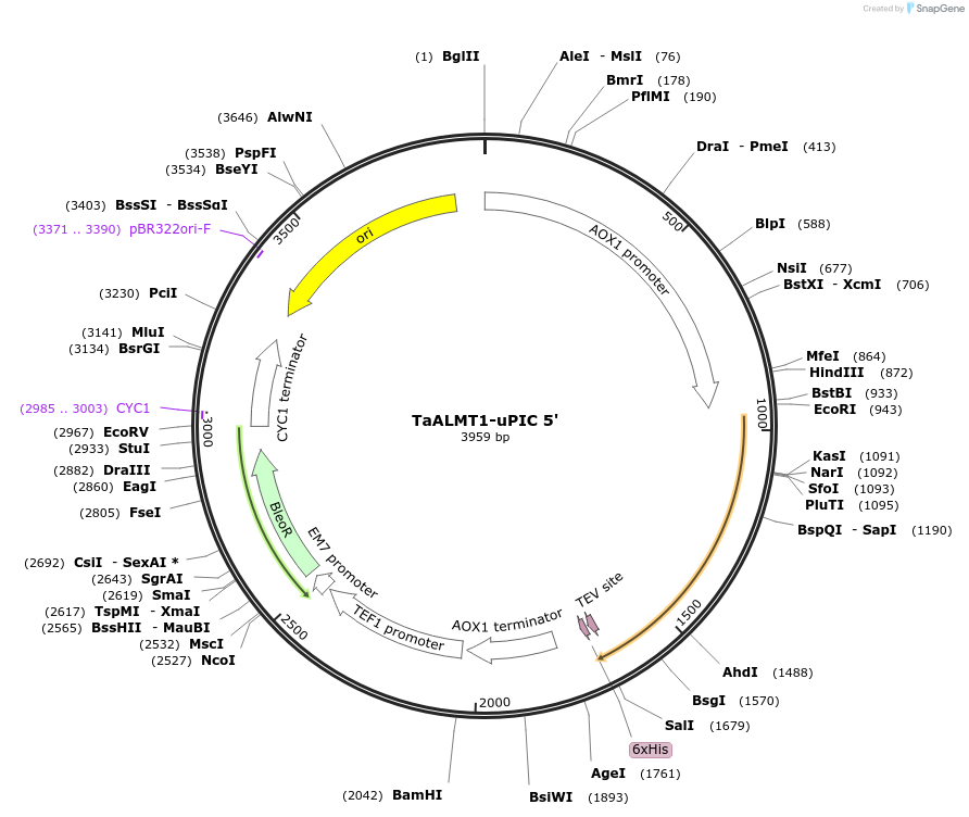117890-plasmid-map-sequence-id-230349