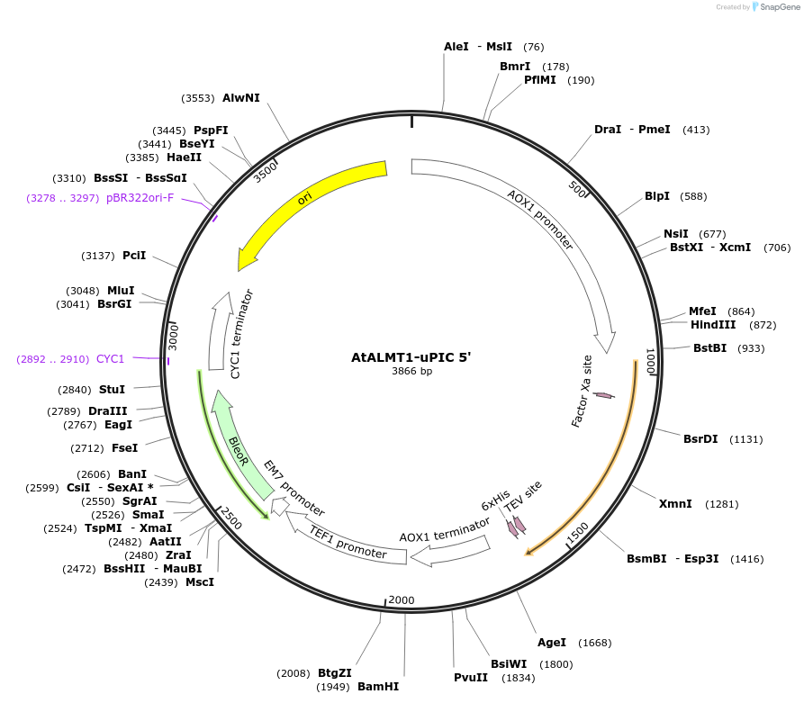 117886-plasmid-map-sequence-id-230350