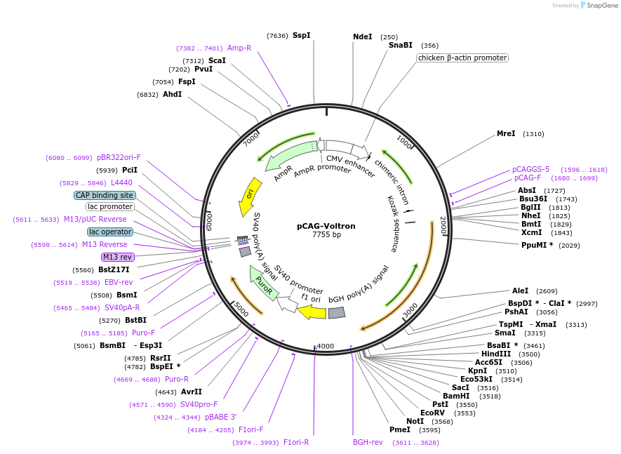119033-plasmid-map-sequence-id-230353