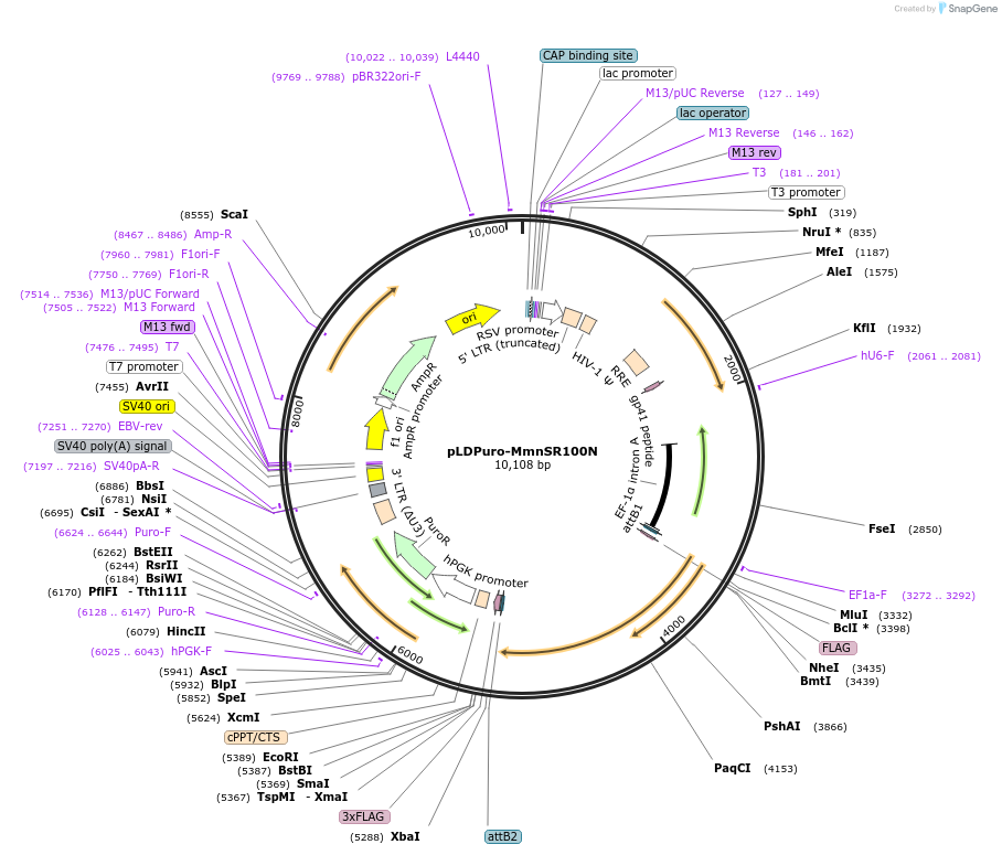 35171-plasmid-map-sequence-id-230354