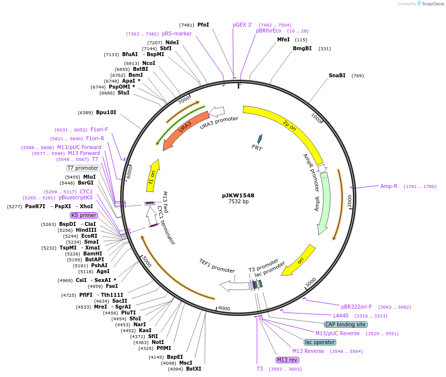 119177-plasmid-map-sequence-id-230355