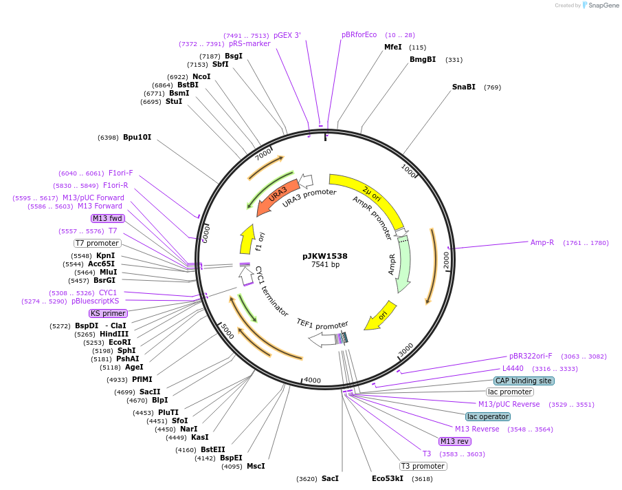 119175-plasmid-map-sequence-id-230356