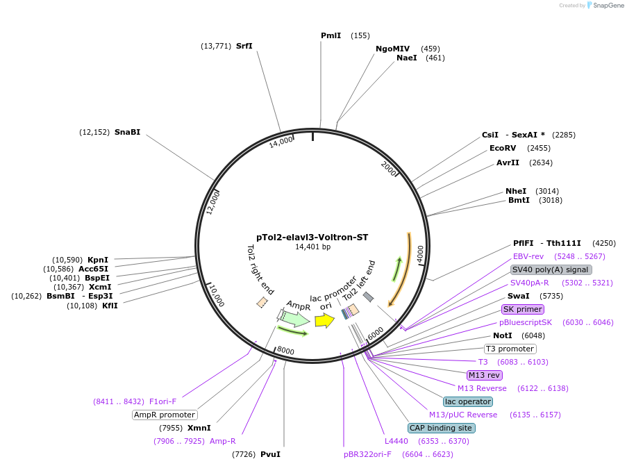 119038-plasmid-map-sequence-id-230357