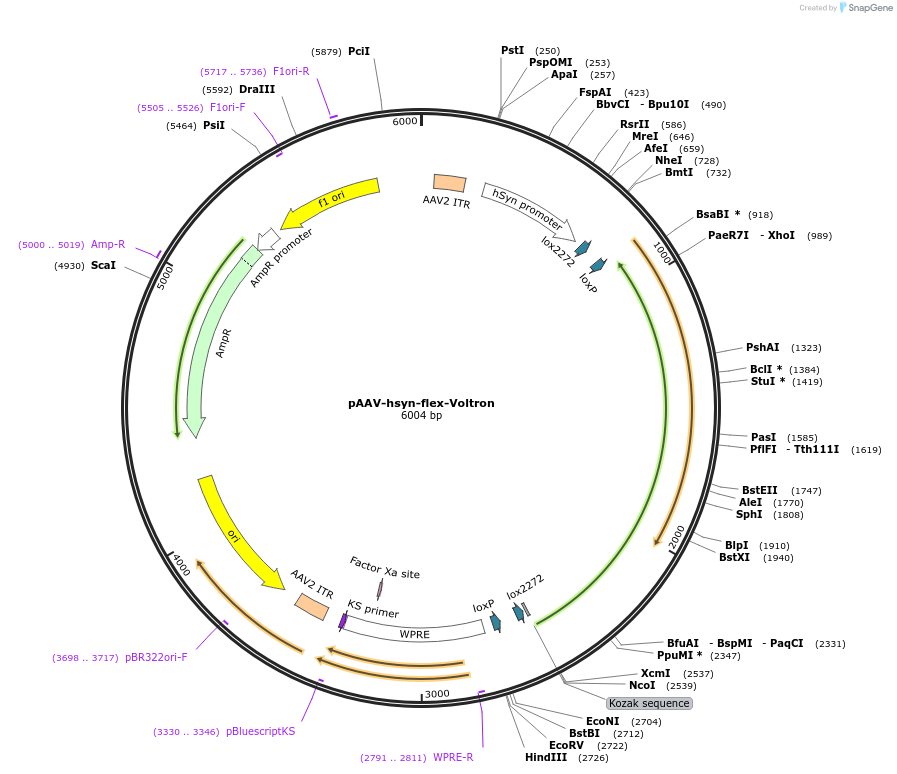 119035-plasmid-map-sequence-id-230366