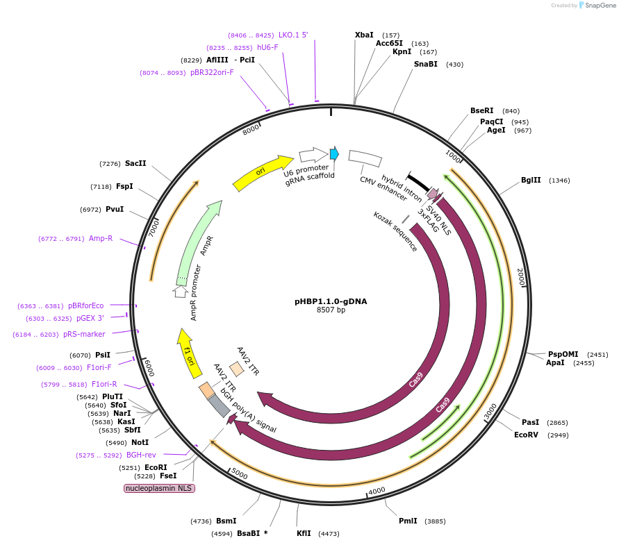 112432-plasmid-map-sequence-id-230372