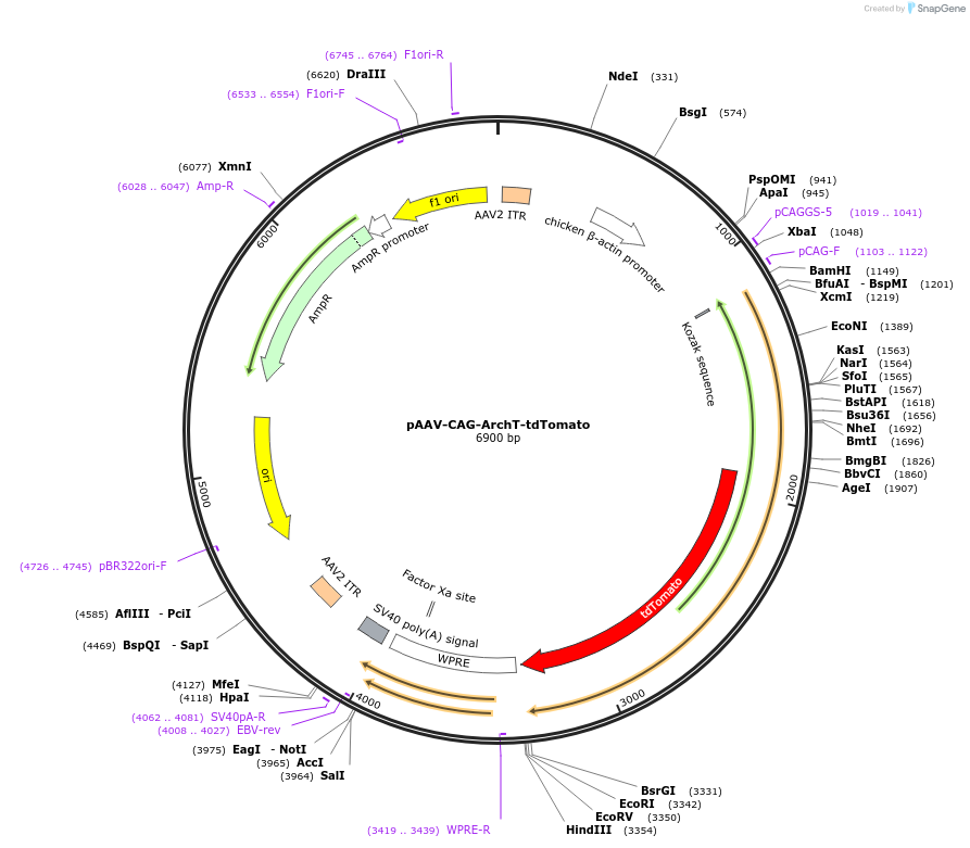 29778-plasmid-map-sequence-id-230373