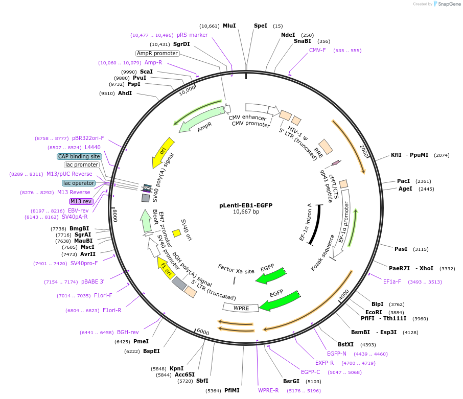 118084-plasmid-map-sequence-id-230385