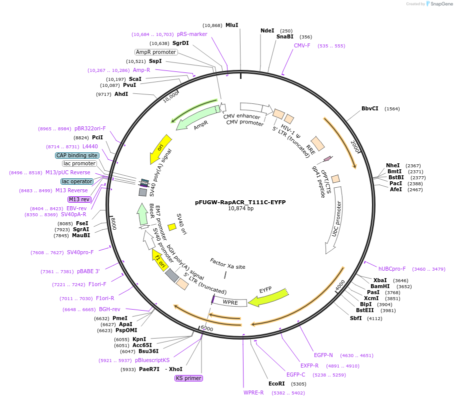 119195-plasmid-map-sequence-id-230390