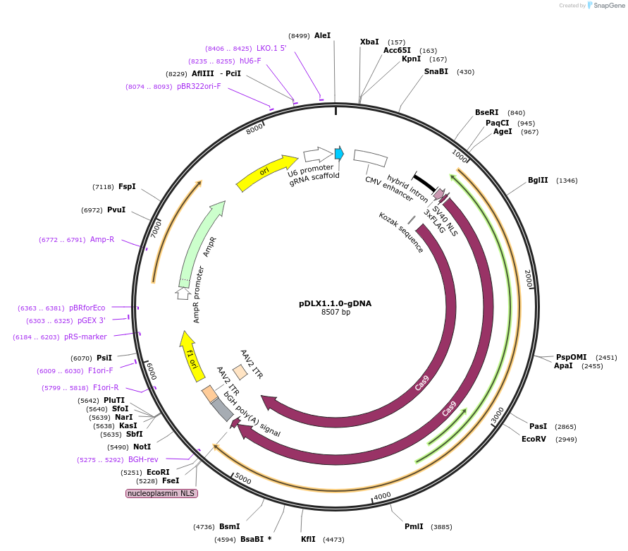 112439-plasmid-map-sequence-id-230396