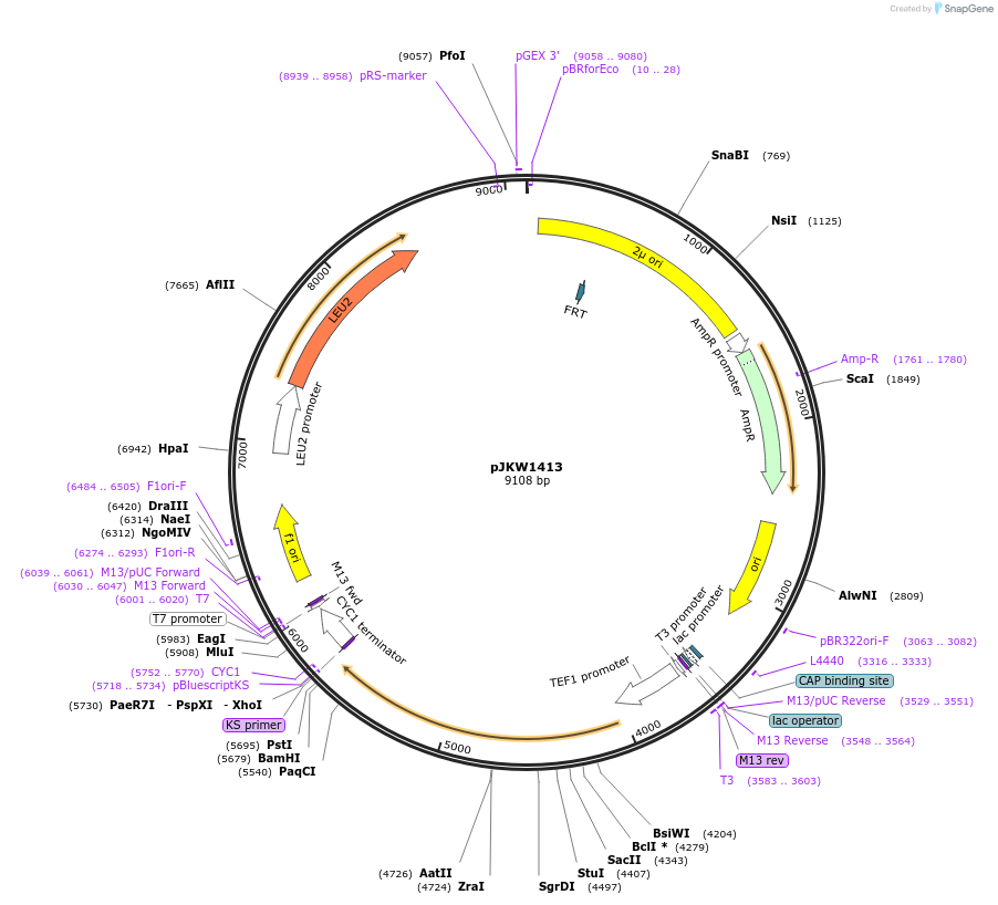 119174-plasmid-map-sequence-id-230400