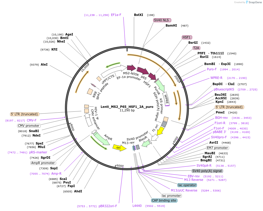 118699-plasmid-map-sequence-id-230405