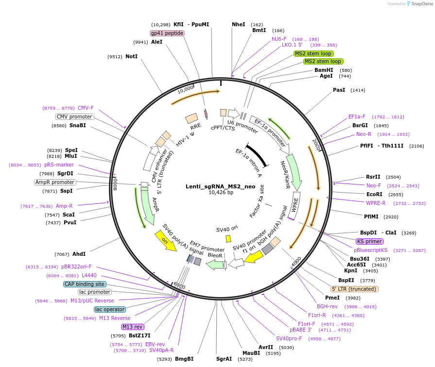 118650-plasmid-map-sequence-id-230407