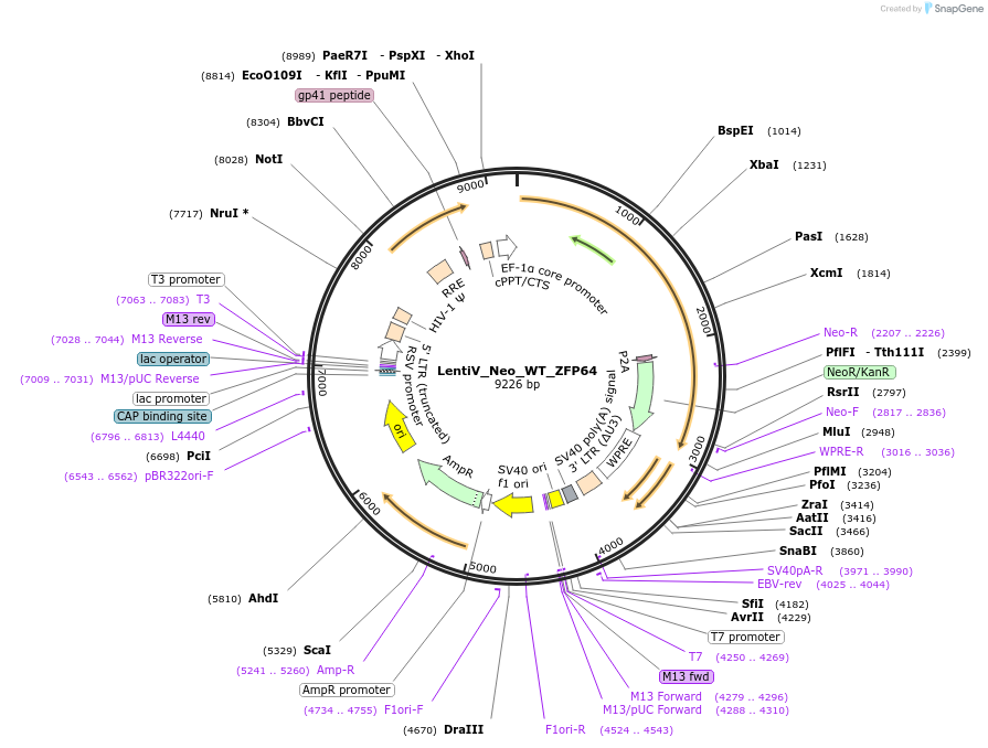 118661-plasmid-map-sequence-id-230409