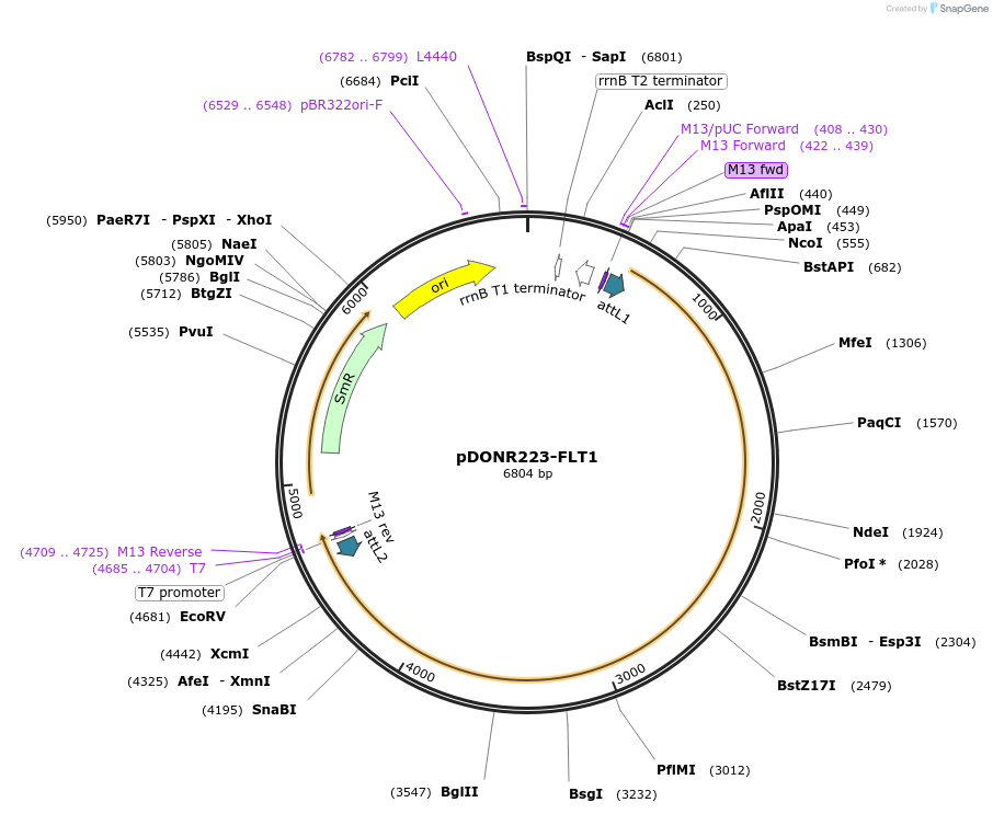 23912-plasmid-map-sequence-id-230411