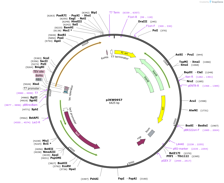 119026-plasmid-map-sequence-id-230414