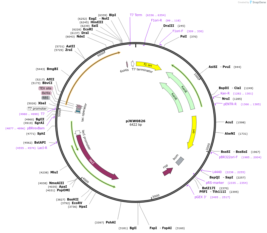 119027-plasmid-map-sequence-id-230415