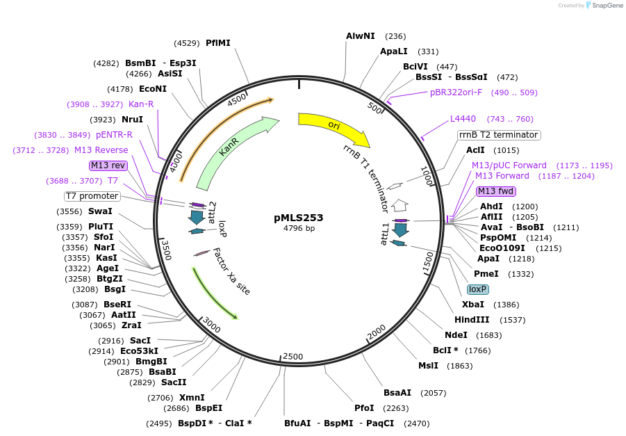 114271-plasmid-map-sequence-id-230446