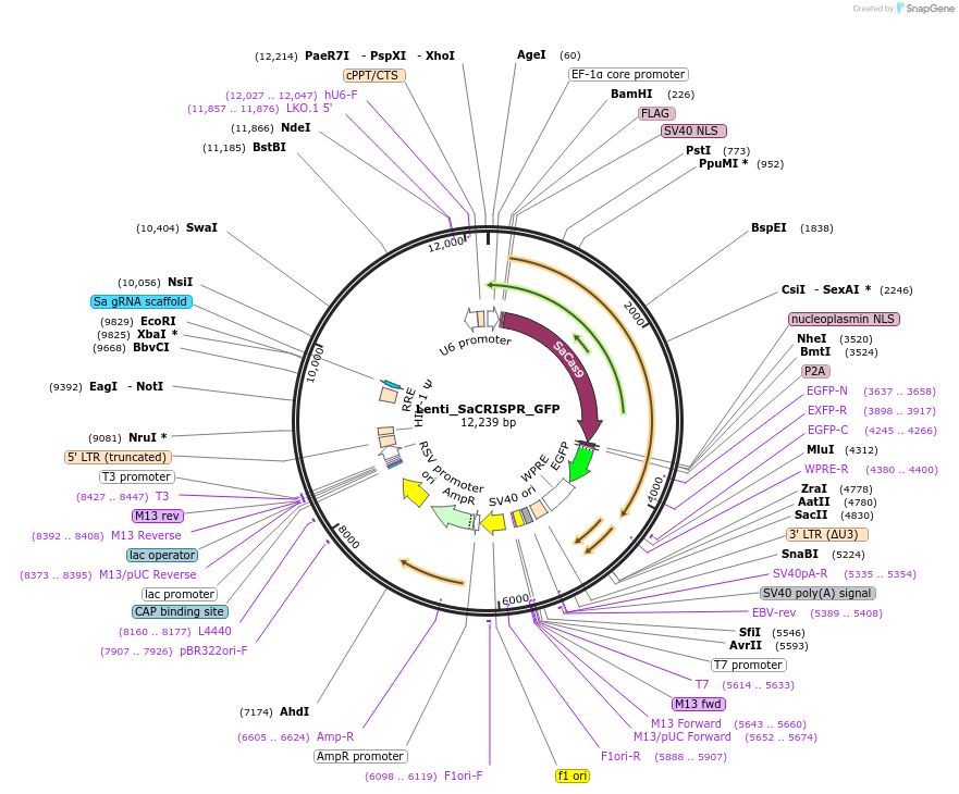 118636-plasmid-map-sequence-id-230448