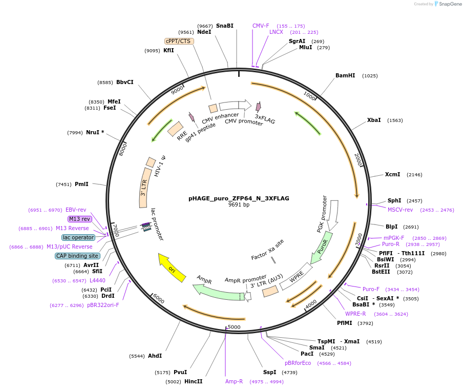 118693-plasmid-map-sequence-id-230450