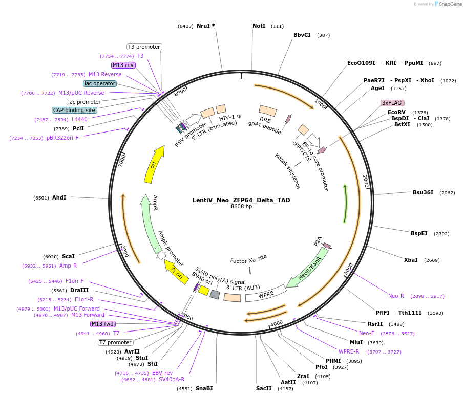 118698-plasmid-map-sequence-id-230451