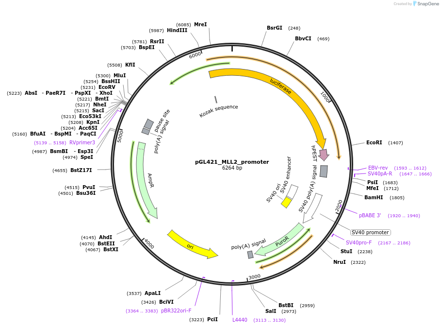 118696-plasmid-map-sequence-id-230452