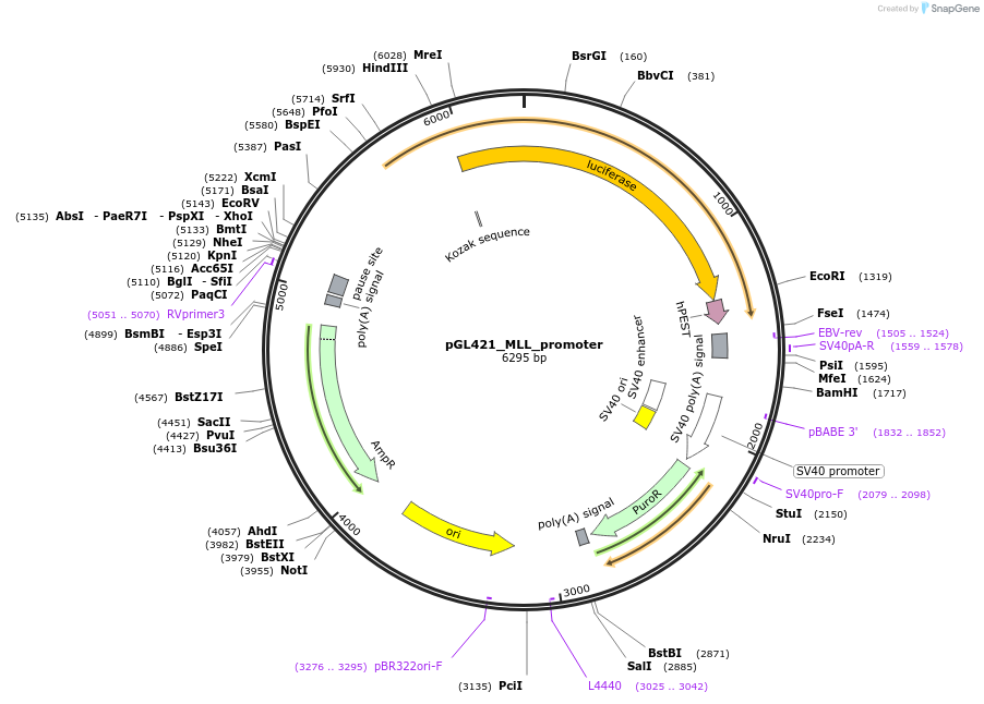 118695-plasmid-map-sequence-id-230453