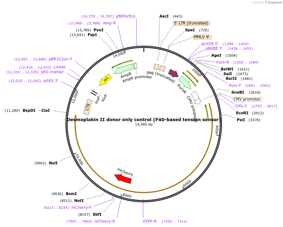 118717-plasmid-map-sequence-id-230455