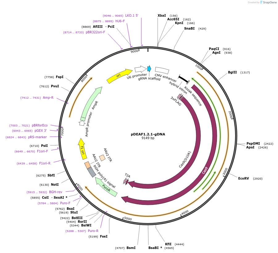 112449-plasmid-map-sequence-id-230462