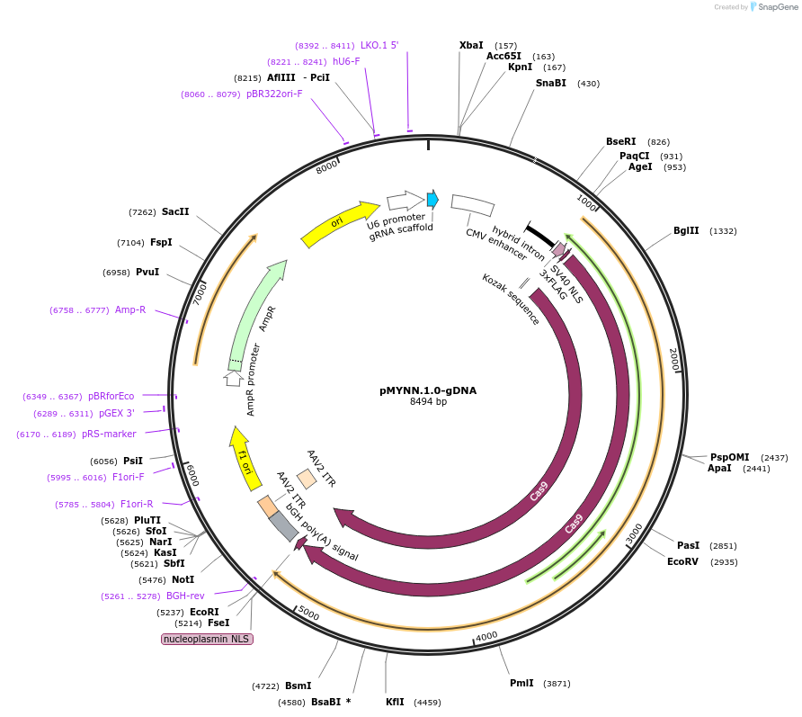 112450-plasmid-map-sequence-id-230463