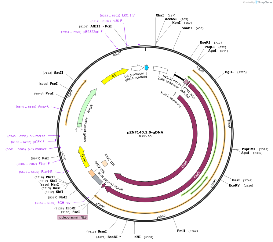 112459-plasmid-map-sequence-id-230475