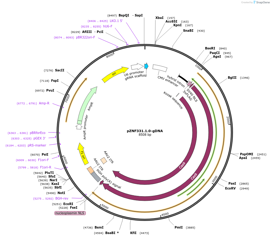 112461-plasmid-map-sequence-id-230479