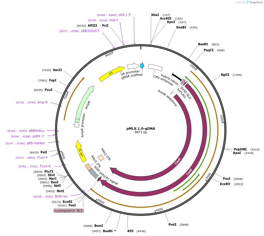 112466-plasmid-map-sequence-id-230496