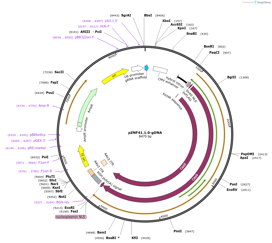 112471-plasmid-map-sequence-id-230502