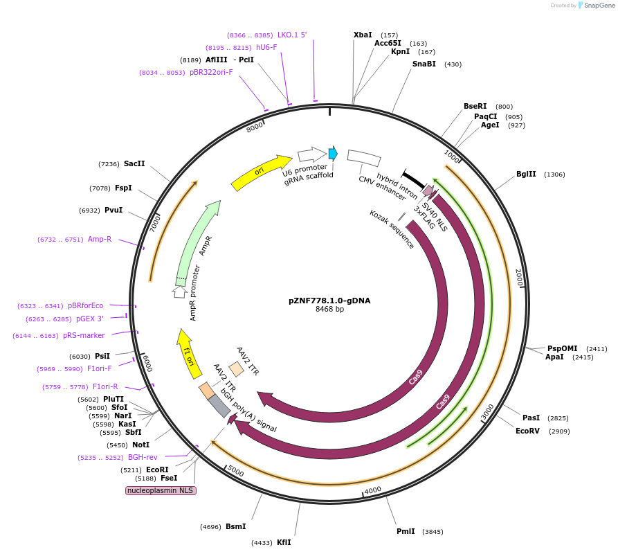 112475-plasmid-map-sequence-id-230508