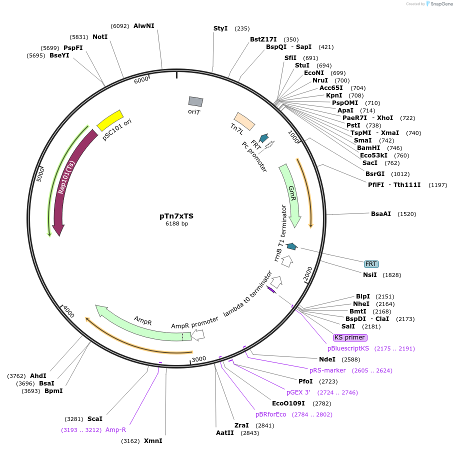 117389-plasmid-map-sequence-id-230512