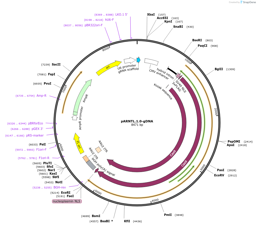 112480-plasmid-map-sequence-id-230516