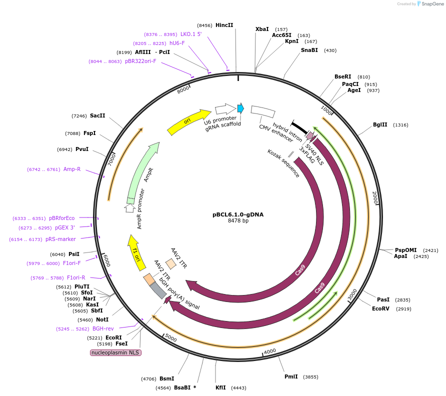 112485-plasmid-map-sequence-id-230527