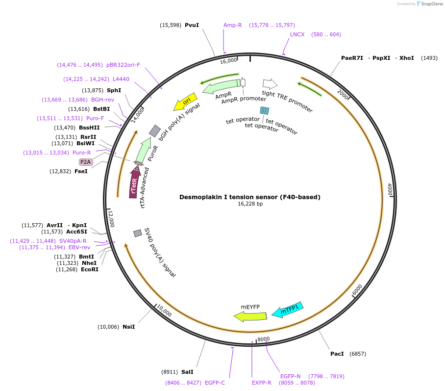 119186-plasmid-map-sequence-id-230533