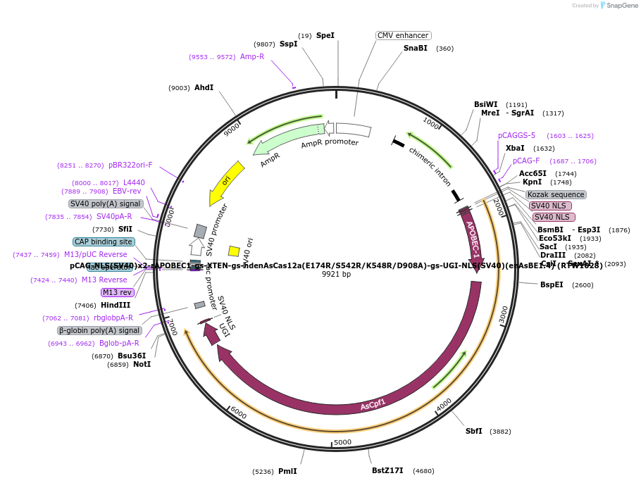 114084-plasmid-map-sequence-id-230536