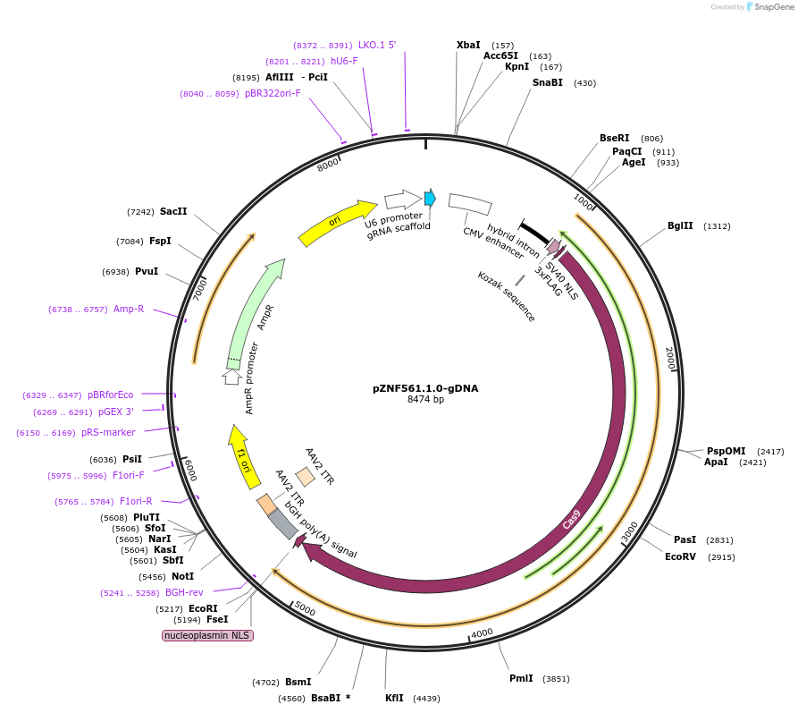 113768-plasmid-map-sequence-id-230553