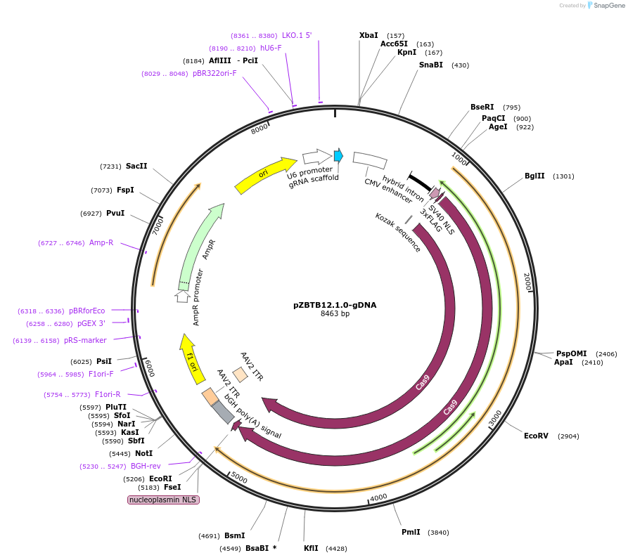 113769-plasmid-map-sequence-id-230555