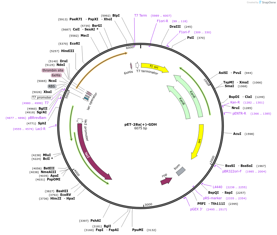 108954-plasmid-map-sequence-id-230562