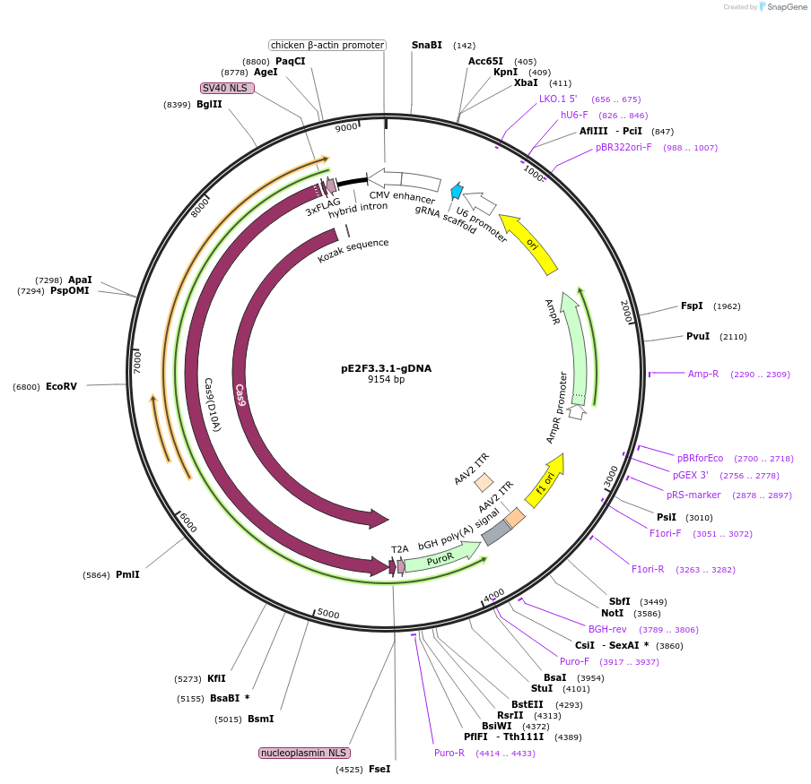 113776-plasmid-map-sequence-id-230565