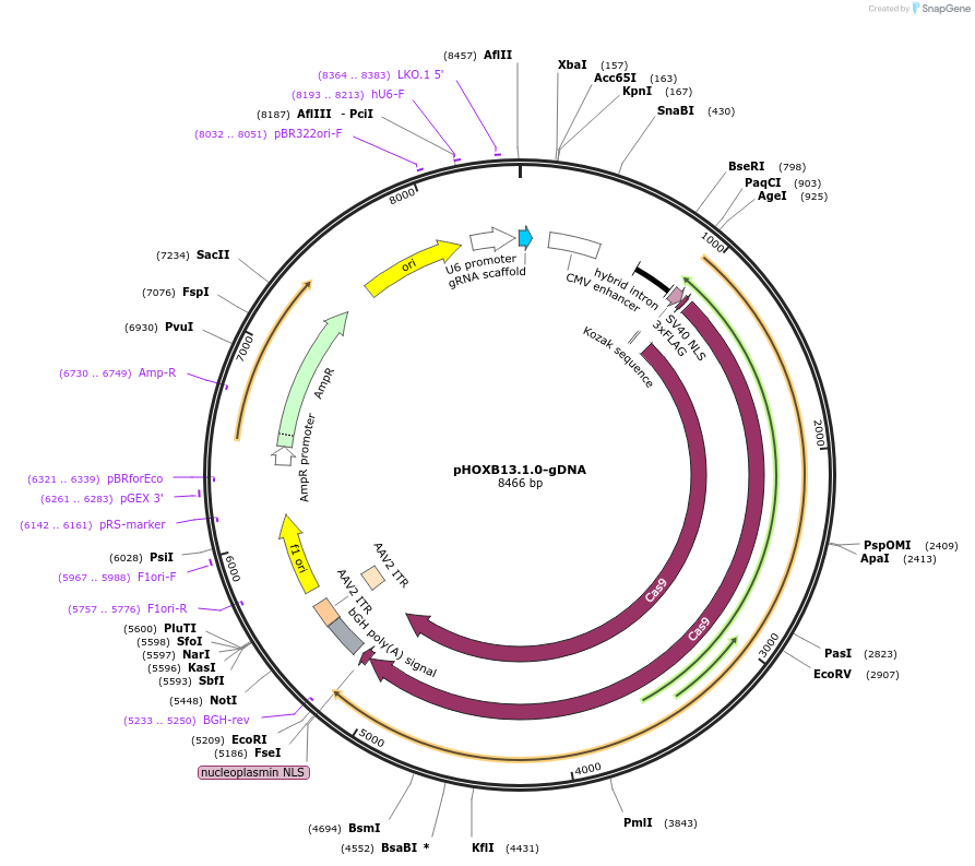 113782-plasmid-map-sequence-id-230576