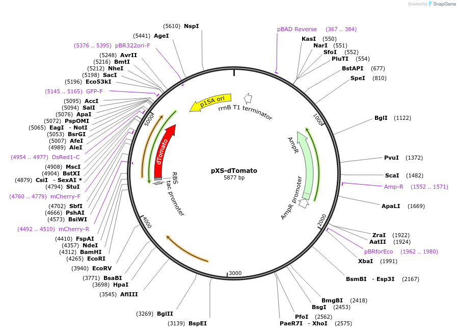 117387-plasmid-map-sequence-id-230640