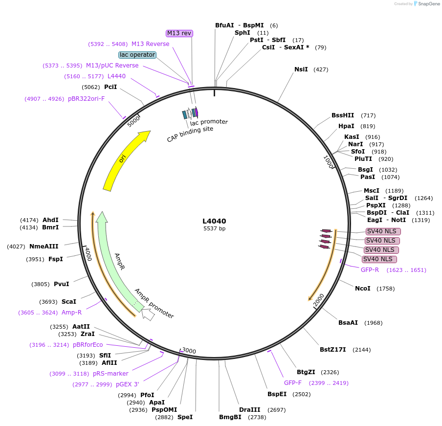 1621-plasmid-map-sequence-id-231